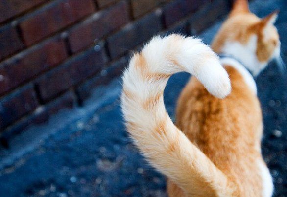 Ce Lo Dice Con La Coda Centro Di Cultura Felina Tutto Sul