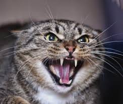 Perchè Il Gatto Soffia Centro Di Cultura Felina Tutto Sul