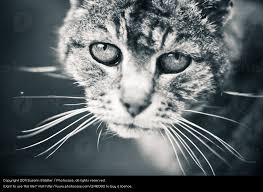 I Gatti Vivono Il Lutto Centro Di Cultura Felina Tutto Sul