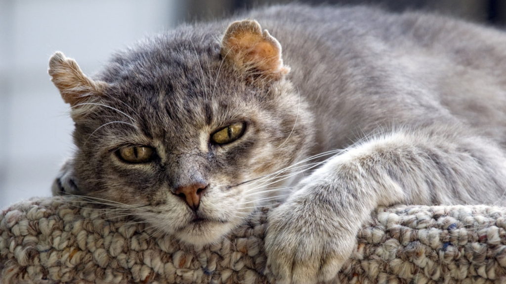 Quando Smette Di Crescere Un Gatto