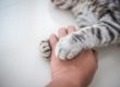 relazione felina