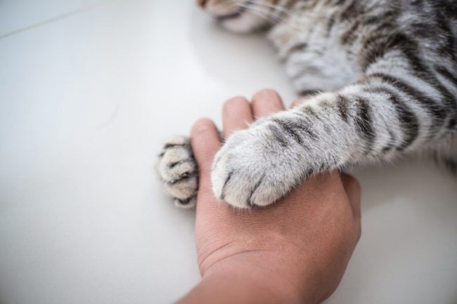 relazione uomo-gatto relazione felina