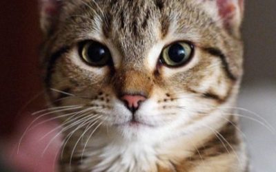 gatto europeo
