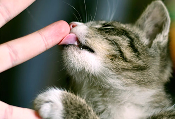 Perchè Il Mio Gatto Mi Lecca Centro Di Cultura Felina Tutto Sul