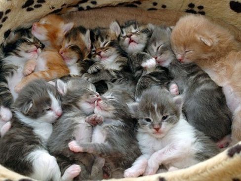 comportamento del gatto