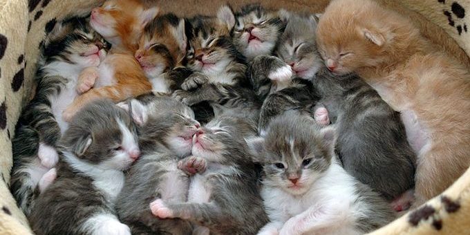 comportamento del gatto