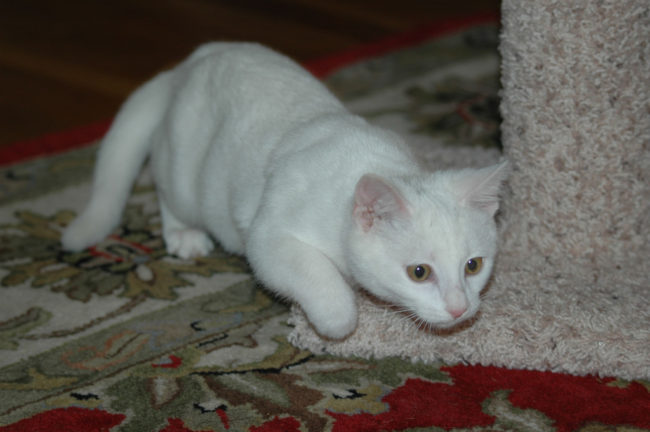 gatto iperattivo