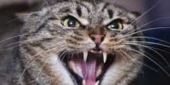 gatto che soffia