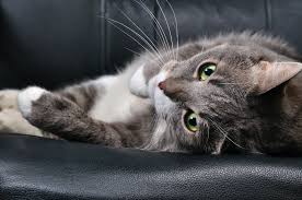 i gatti guariscono