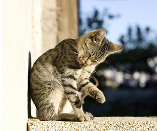 gatto_boli_pelo