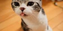 gatto con la lingua fuori
