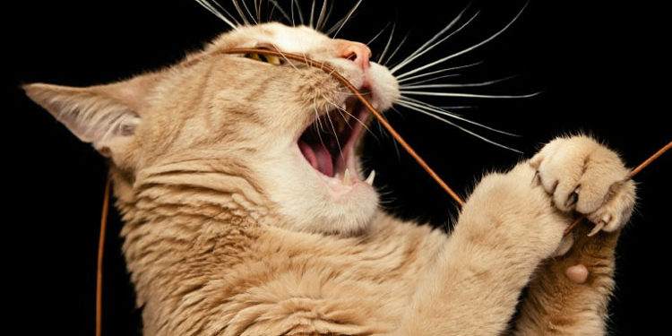 Pica gatto