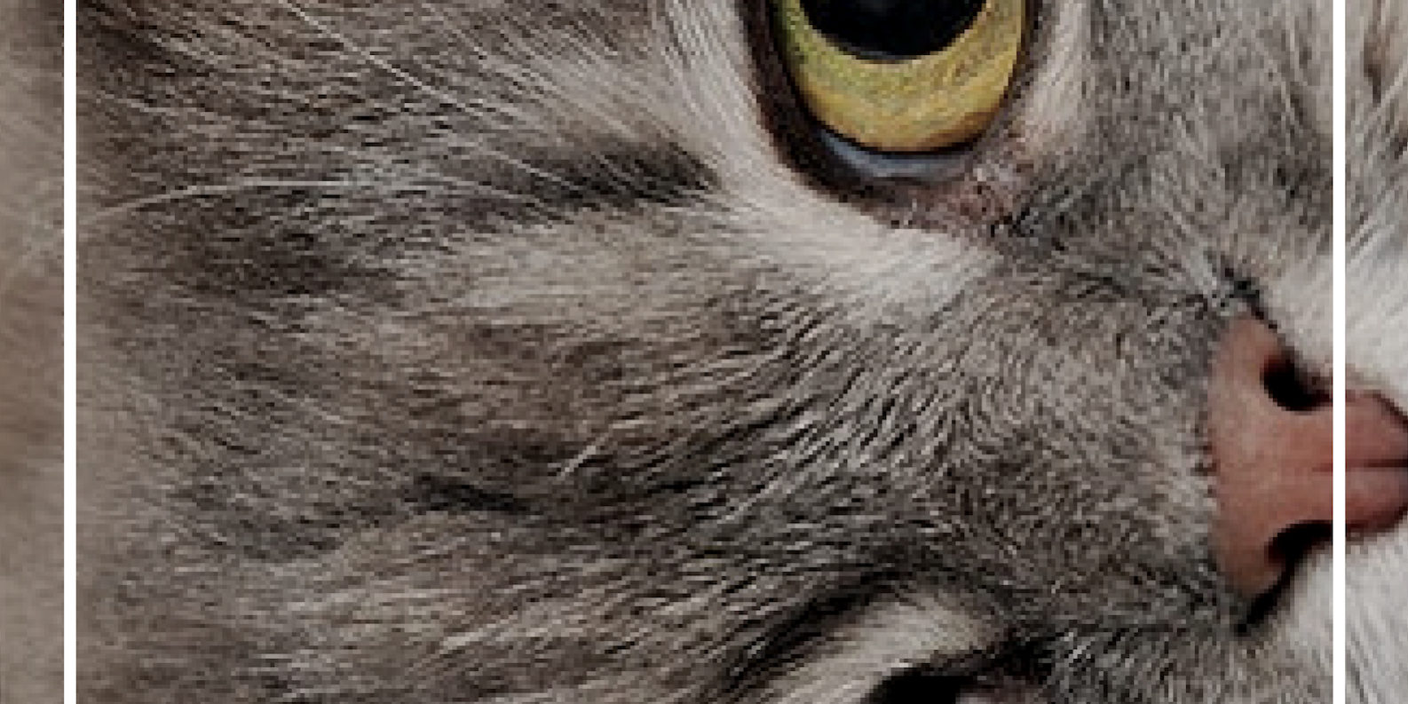 Corso comportamento del gatto