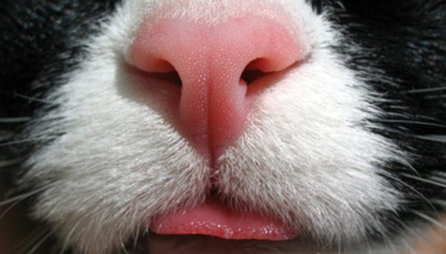 gatto con naso secco