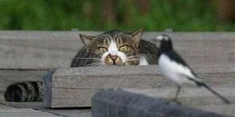 Il comportamento predatorio nel gatto