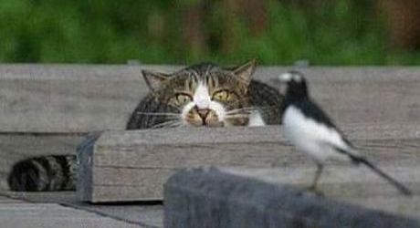 Il comportamento predatorio nel gatto