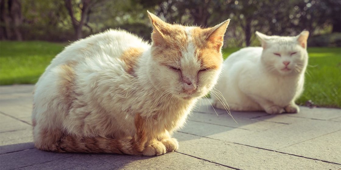 Gatti FIV + (POSITIVI) Centro di cultura felina Tutto sul comportamento del gatto Gatti FIV + (POSITIVI) Centro di cultura felina Tutto sul comportamento del gatto