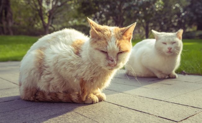 Gatti FIV