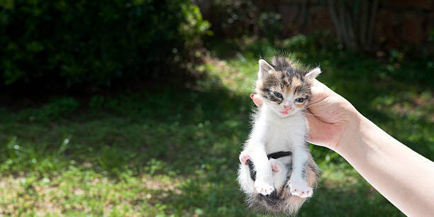 Afferrare per la Collottola gatto