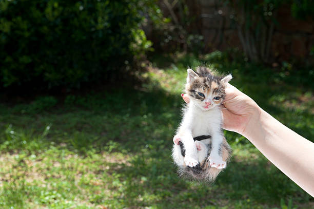 Afferrare per la Collottola gatto