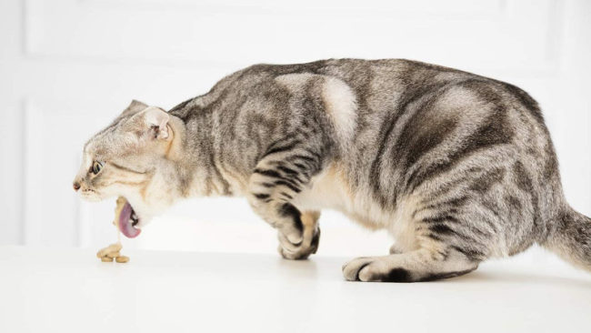 Vomito e rigurgito nel gatto