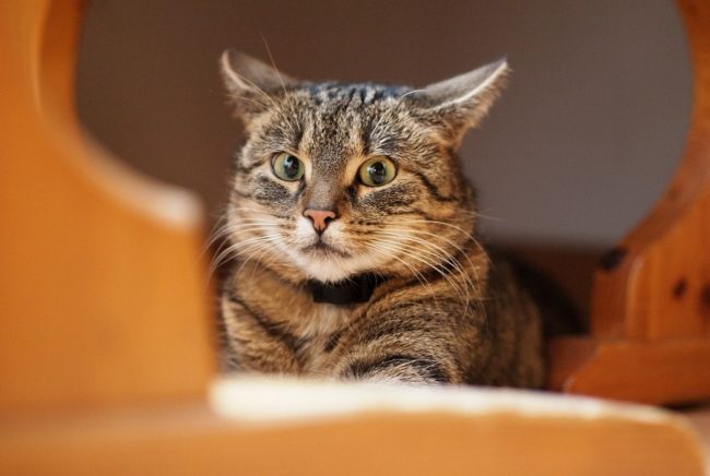 Covid 19 gatto