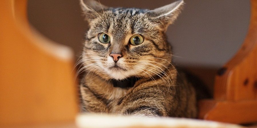 Covid 19 gatto