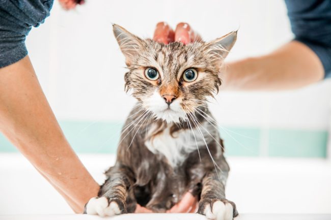 lavare il gatto