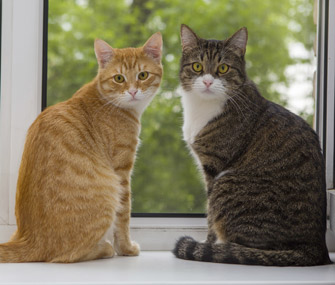 Adottare un altro gatto