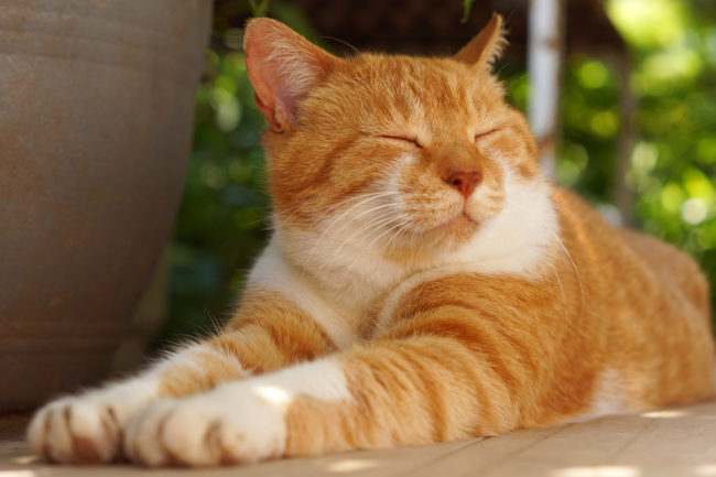 Come accogliere un nuovo gatto
