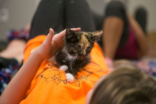 Un gatto ti cambia la vita