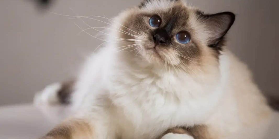 adozione gatto di razza