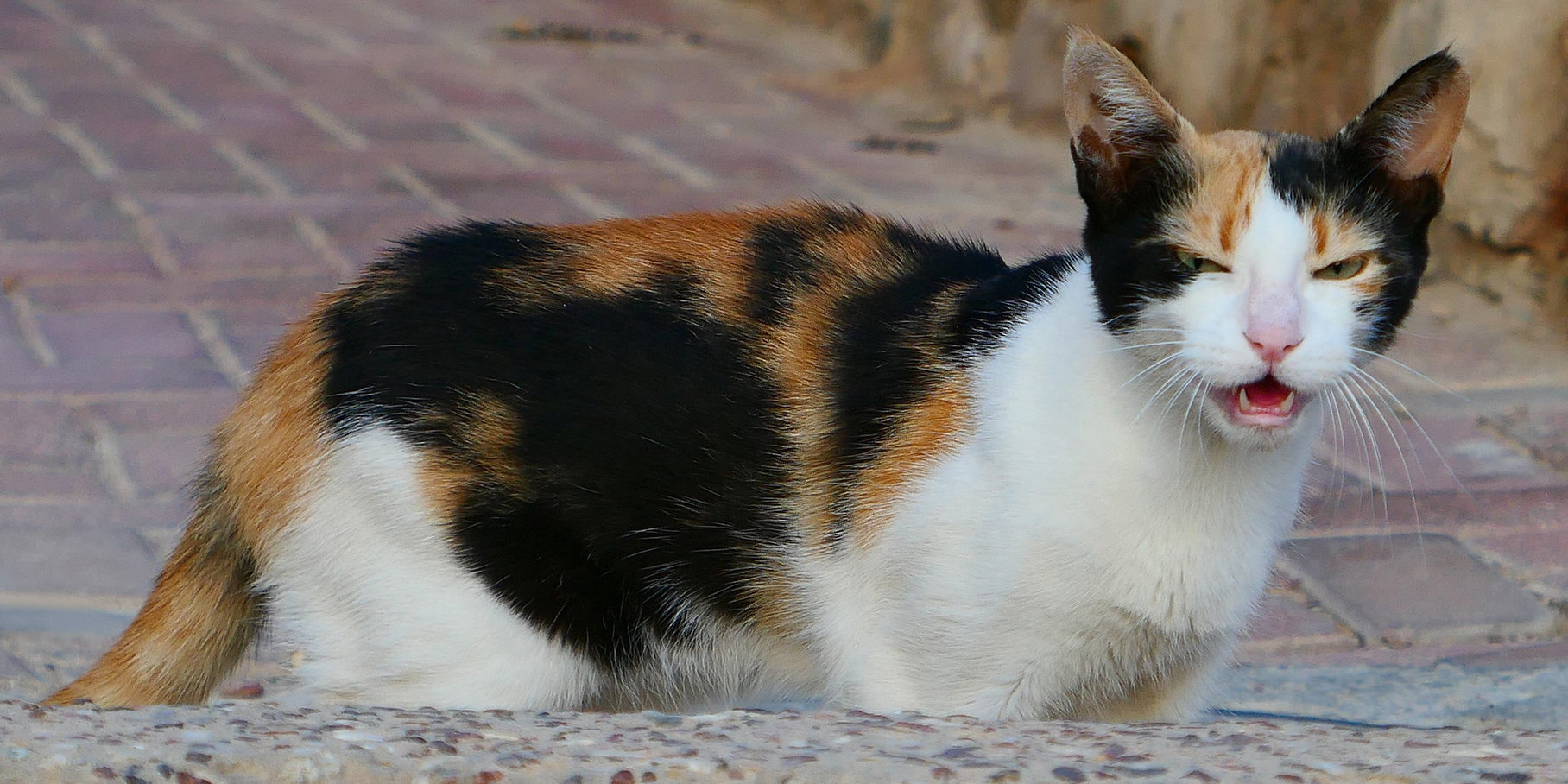 Sterilizzazione del gatto