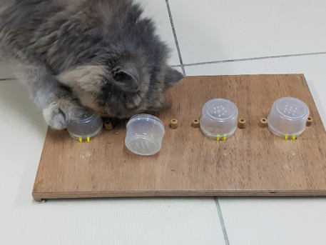 Giochi di problem solving gatto