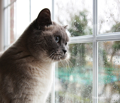 Gatto indoor