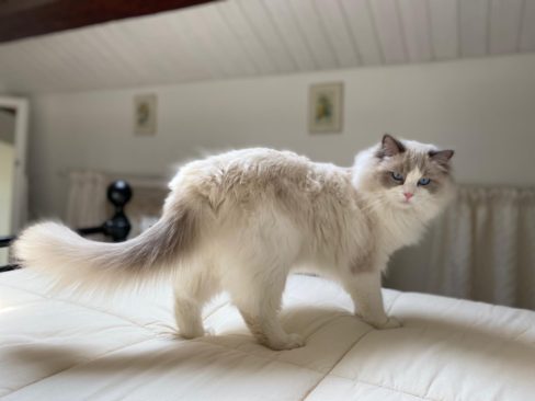 Gatto Ragdoll