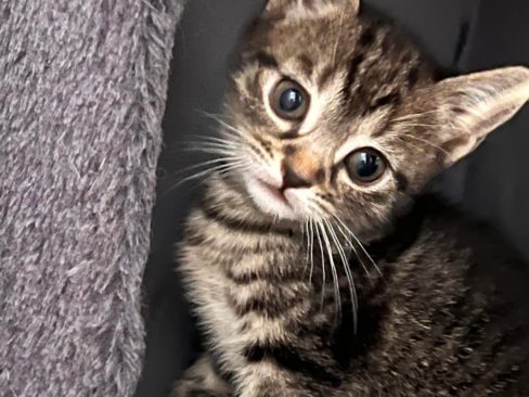 Adottare un nuovo gatto