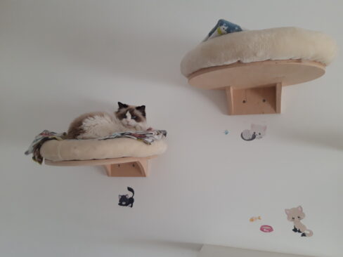 RAGDOLL DI BARBARA SCHIAVONE