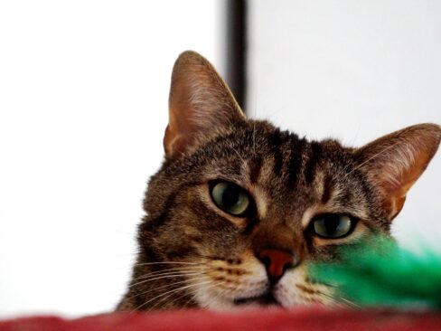 GATTO CHE HA PAURA DEI RUMORI