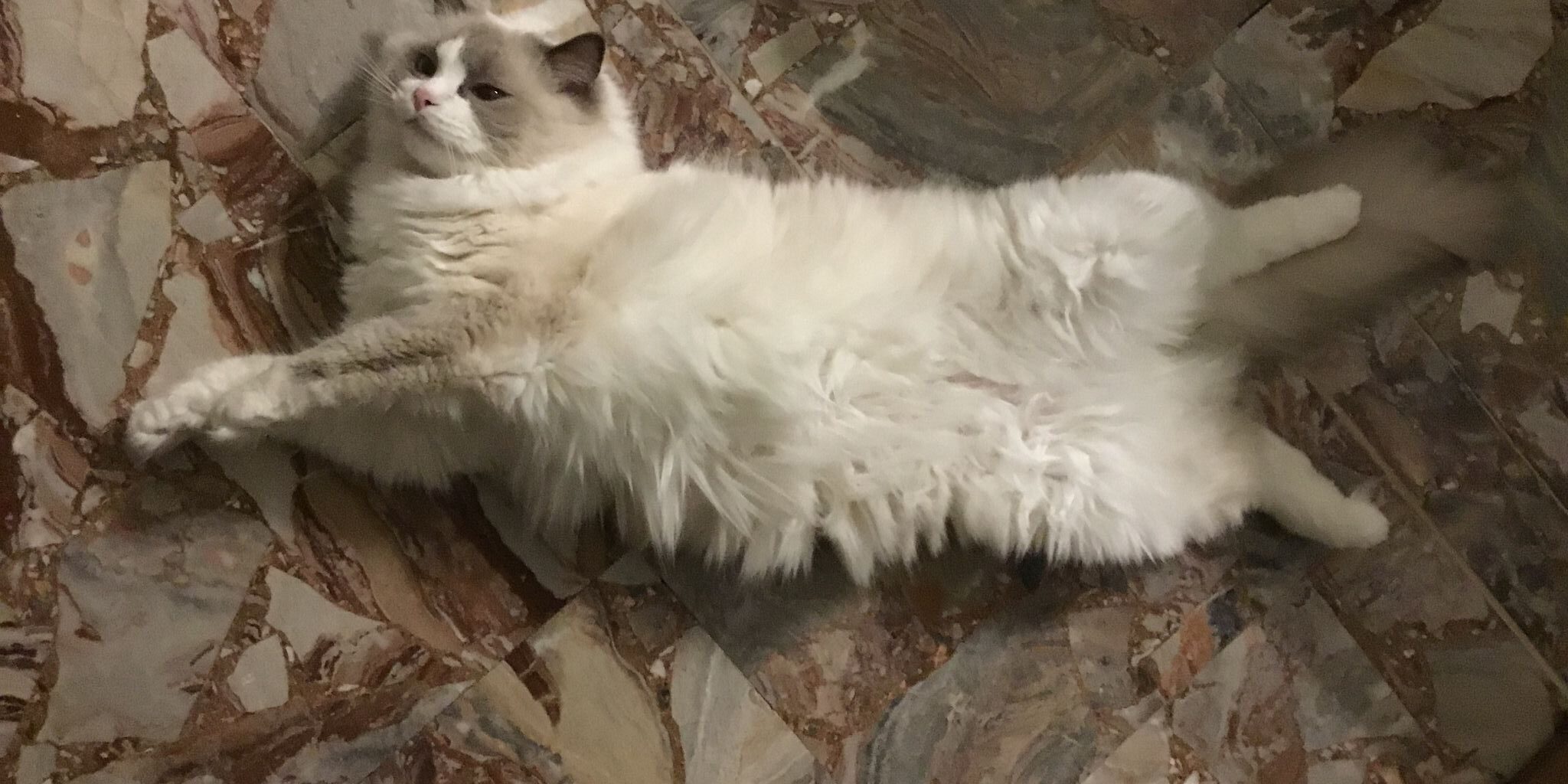 I gatti soffrono il caldo?