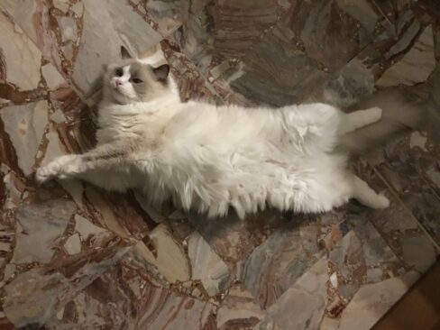 I gatti soffrono il caldo?