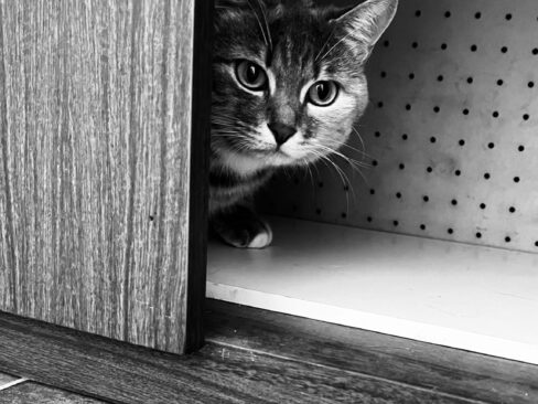 Gatto che gratta l’armadio