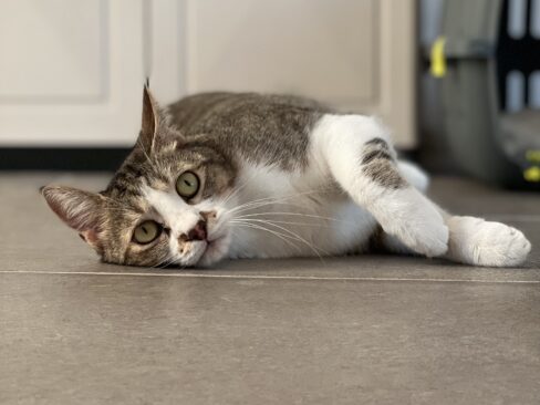 La famiglia in vacanza: il gatto ne soffrirà?