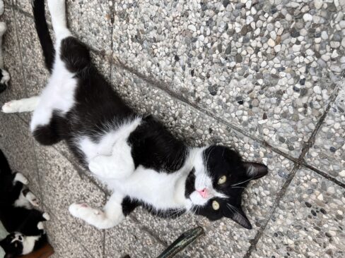 I gatti soffrono il caldo