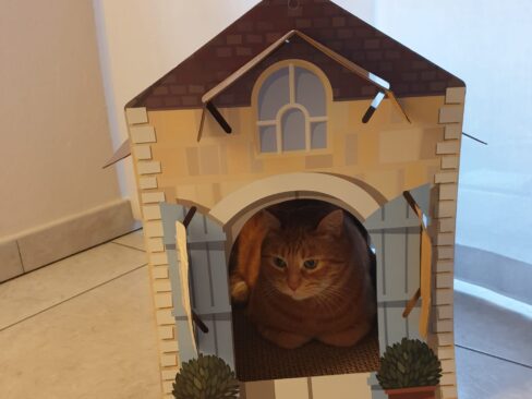 GATTI E CAMBI DI AMBIENTE