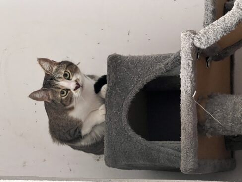 La necessità di controllo nel gatto