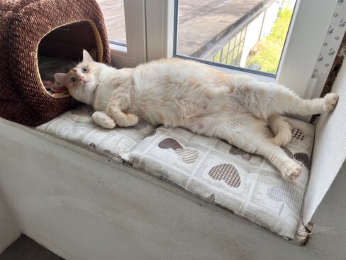 Il gatto soffre il caldo?