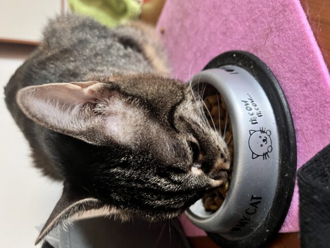 Il mo gatto mangia velocemente