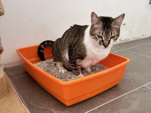 la cassettina igienica ideale