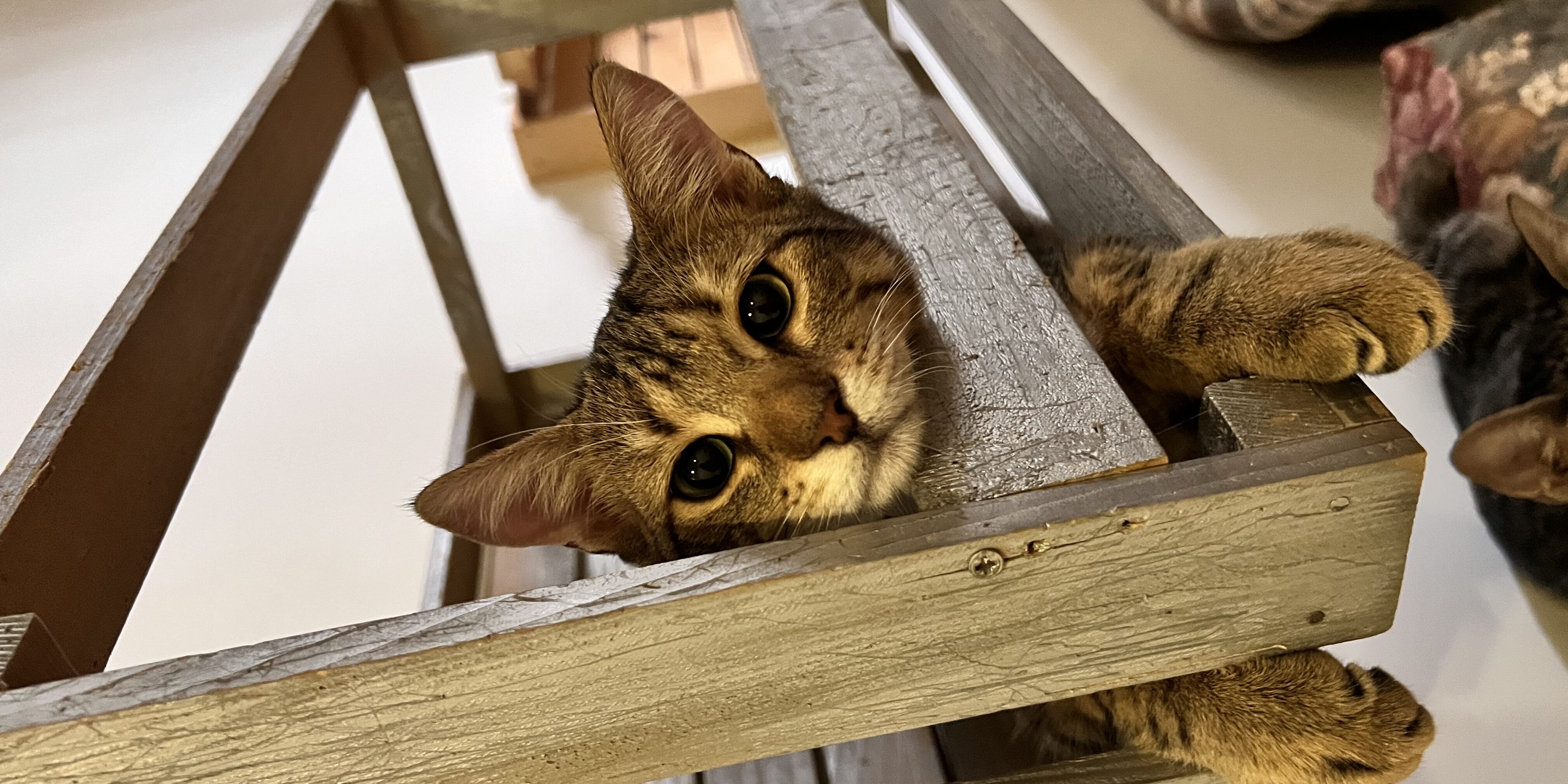 Il mio gatto è annoiato